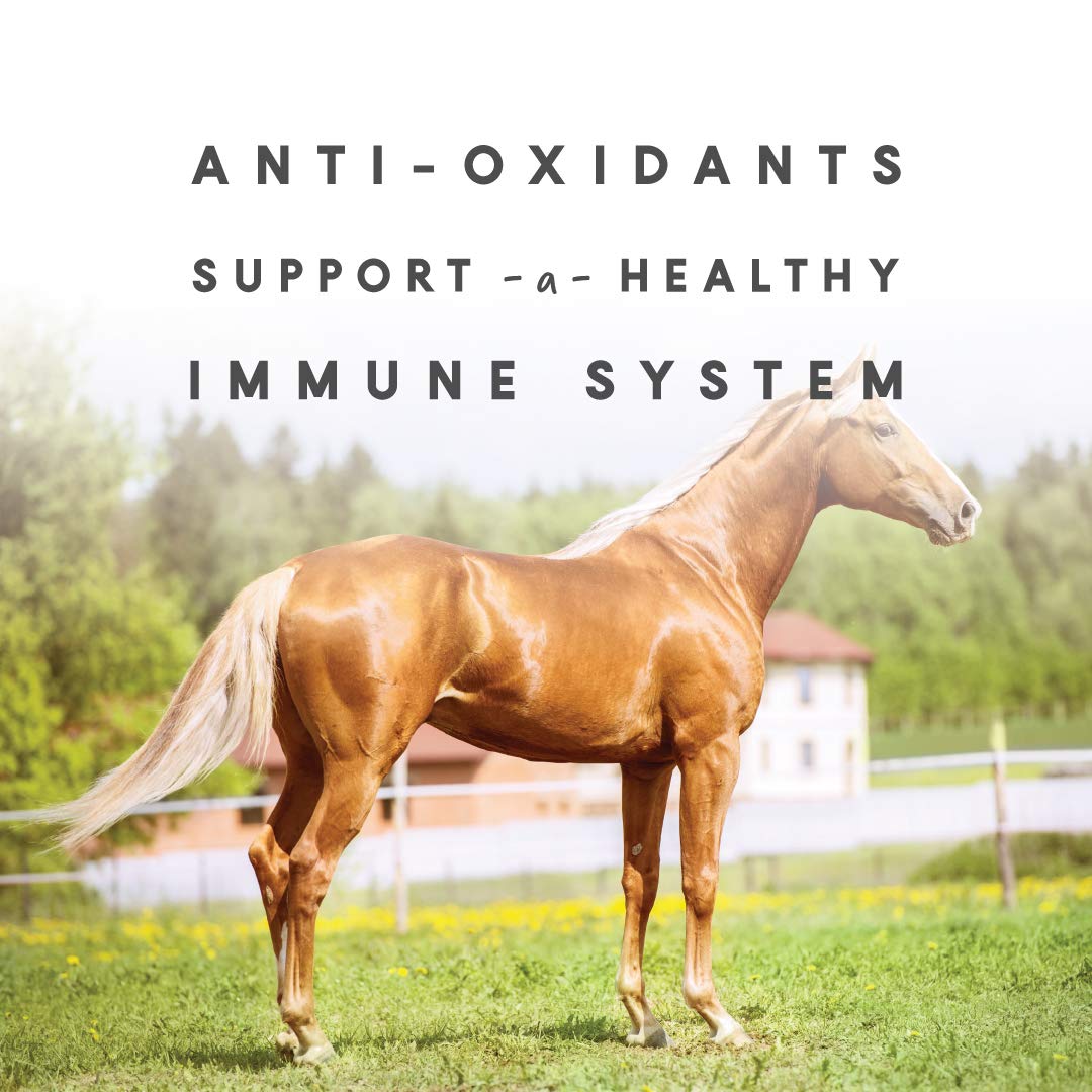Manna Pro Sho-Glo Supplement for Horses | Complete Vitamin & Mineral Supplement for Healthy Skin & Coat | 5 Pounds