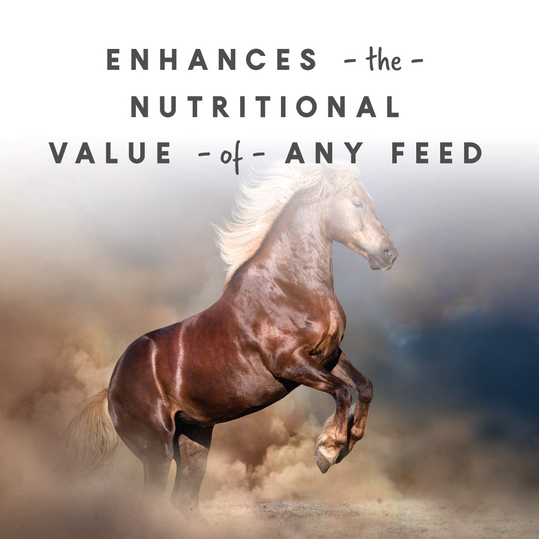 Manna Pro Sho-Glo Supplement for Horses | Complete Vitamin & Mineral Supplement for Healthy Skin & Coat | 5 Pounds