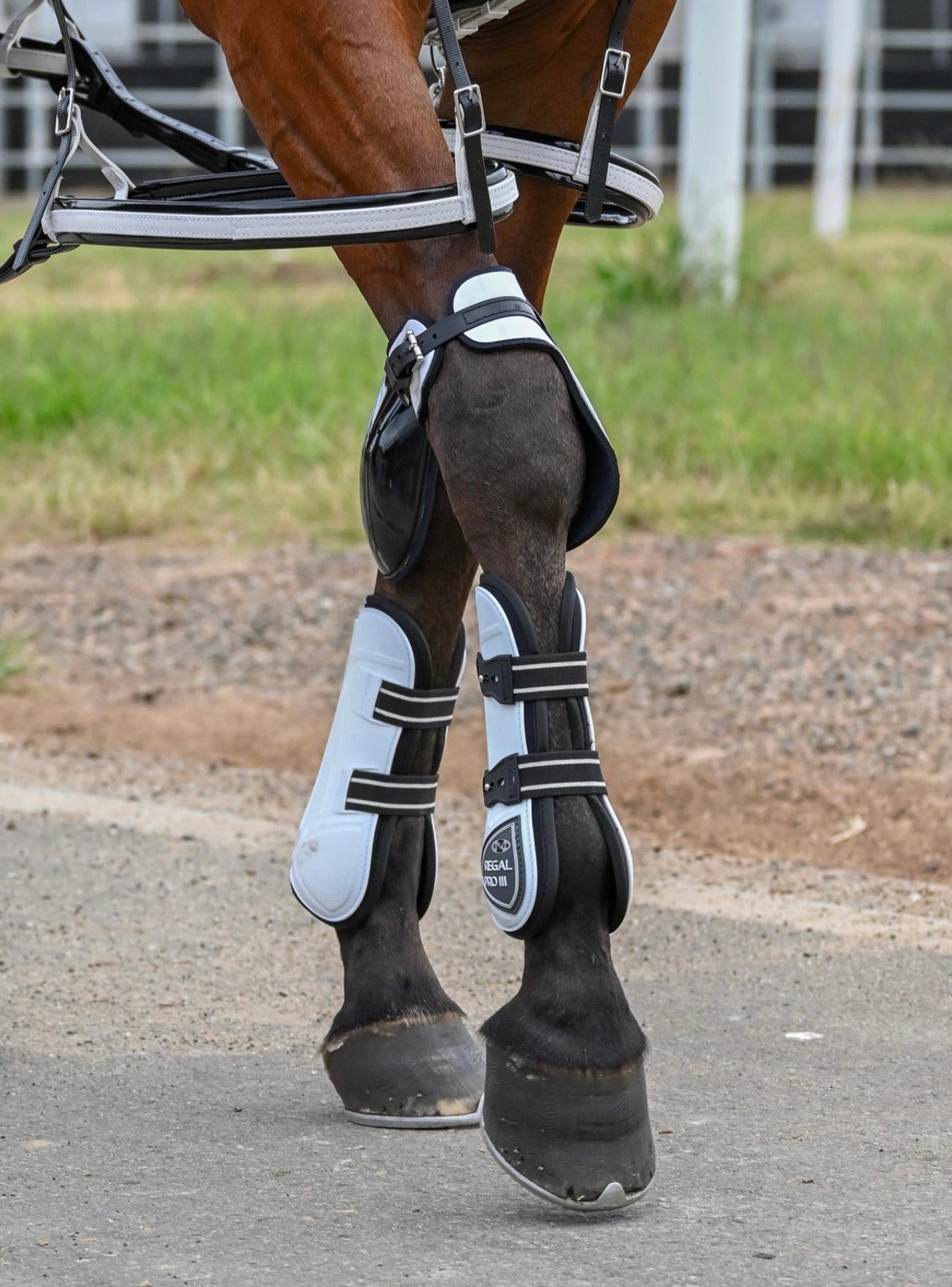 Regal Pro MkIII Tendon boots