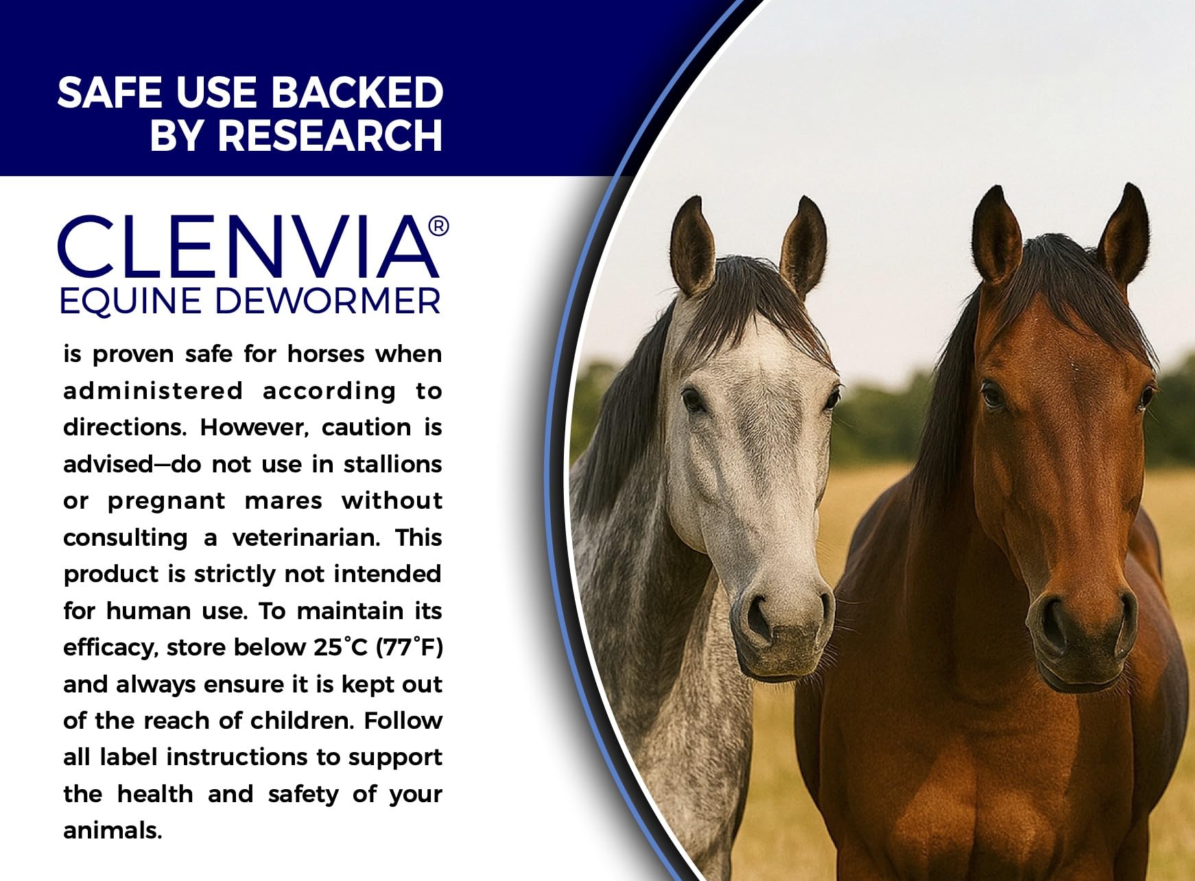 Horse Paste 10% – 25g Syringes – Oral Deworming Paste for Horses of All Ages – Easy-to-Administer Equine Care (Pack of 6)