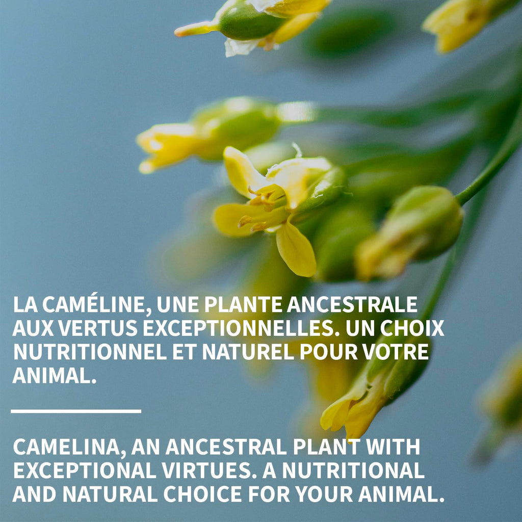 Aceite de camelina para caballos, 1 galón de Olimega Farm | Rico en Omega-3 y Vitamina E | Favorece la salud de articulaciones, pelaje y piel | Puro y prensado en frío | Suplemento para las articulaciones | Hecho en Canadá | No transgénico