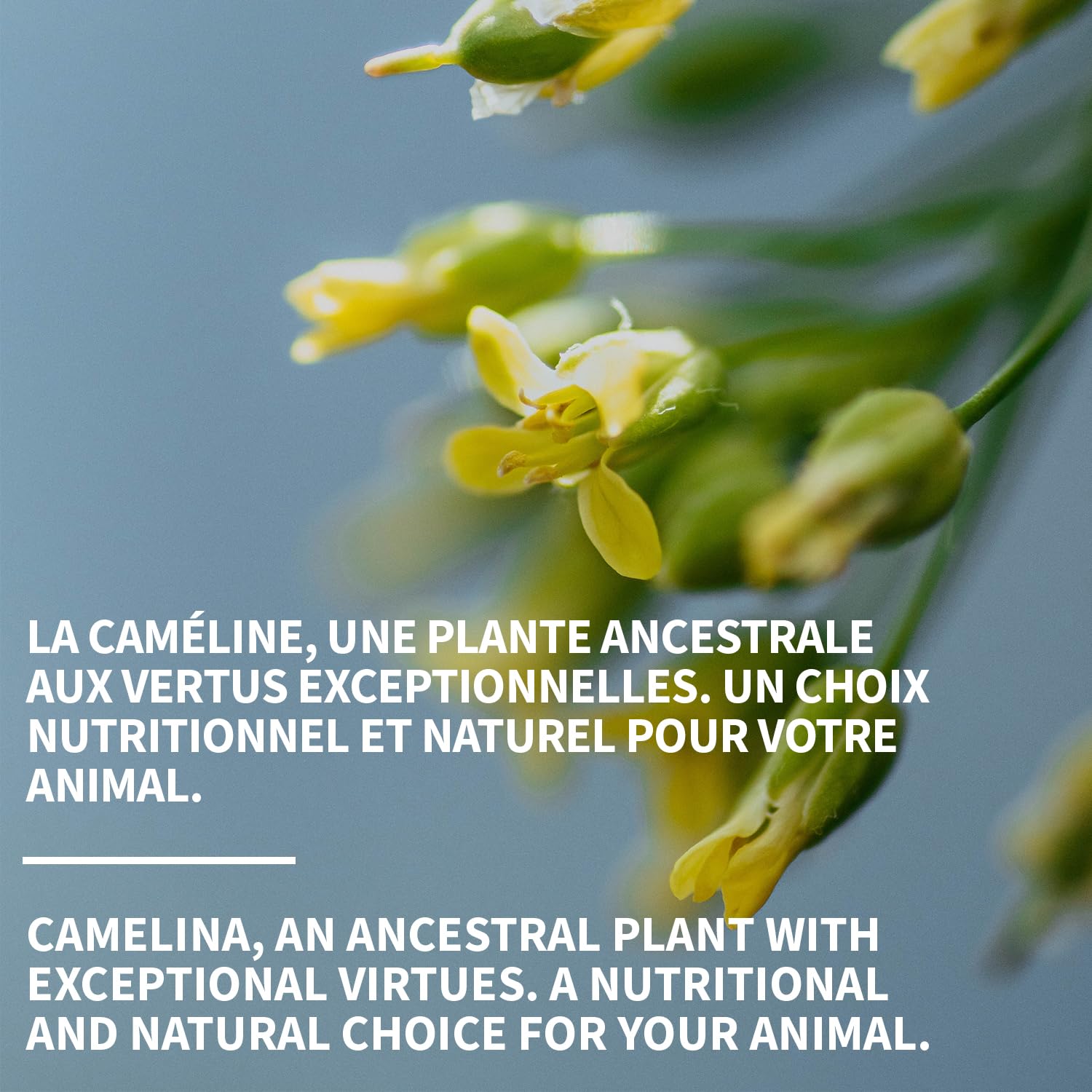 Aceite de camelina para caballos, 1 galón de Olimega Farm | Rico en Omega-3 y Vitamina E | Favorece la salud de articulaciones, pelaje y piel | Puro y prensado en frío | Suplemento para las articulaciones | Hecho en Canadá | No transgénico