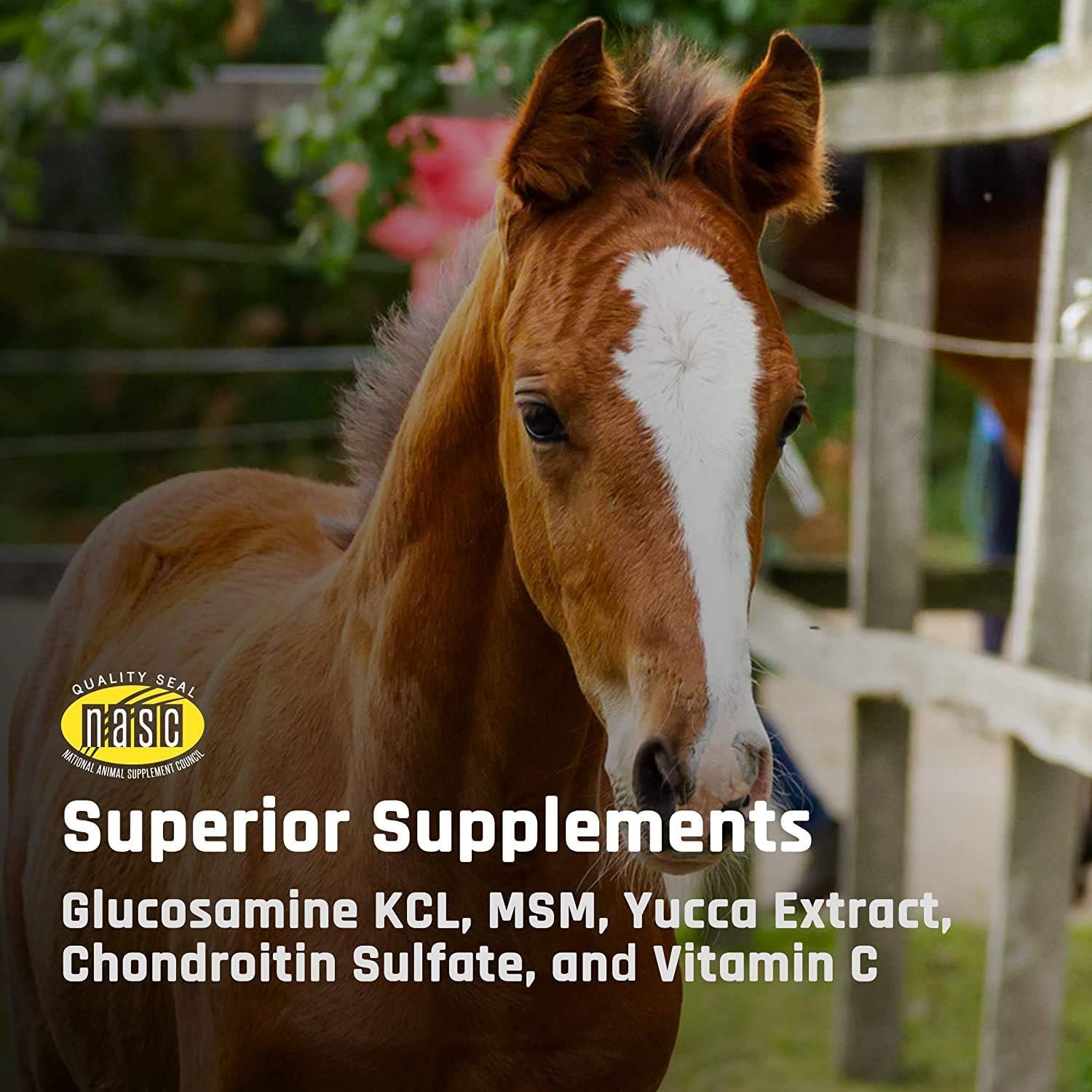 Flex XT Wafers de Majesty - Soporte articular superior para caballos/equinos con niveles elevados de suplementos - Glucosamina, MSM, Yucca, Vitamina C - 30 unidades (suministro para 1 mes)