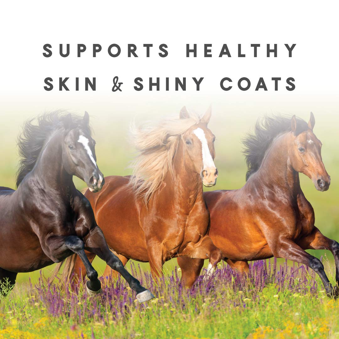 Manna Pro Sho-Glo Supplement for Horses | Complete Vitamin & Mineral Supplement for Healthy Skin & Coat | 5 Pounds