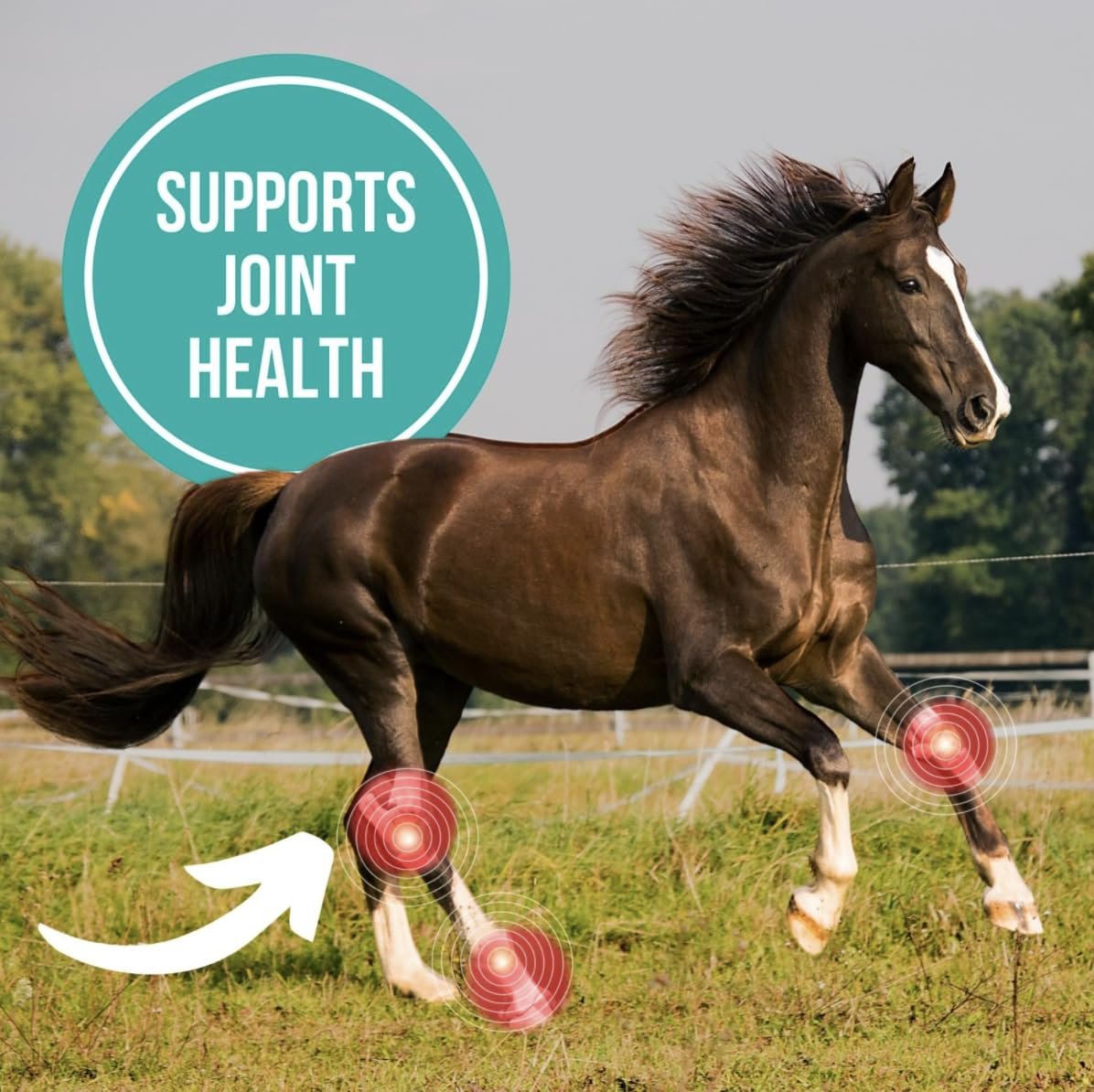 Camelina Oil for Horses, 1 Gallon by Olimega Farm | High in Omega-3 & Vitamin E | Support for Healthy Joints, Coat & Skin | Pure & Cold Pressed | Joint Supplement | Made in Canada | Non-GMO