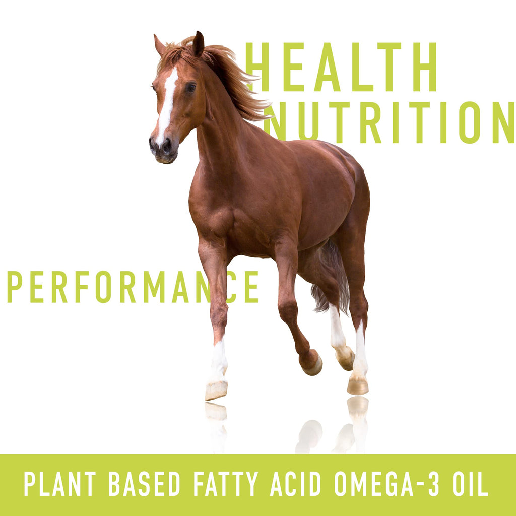Aceite de camelina para caballos, 1 galón de Olimega Farm | Rico en Omega-3 y Vitamina E | Favorece la salud de articulaciones, pelaje y piel | Puro y prensado en frío | Suplemento para las articulaciones | Hecho en Canadá | No transgénico