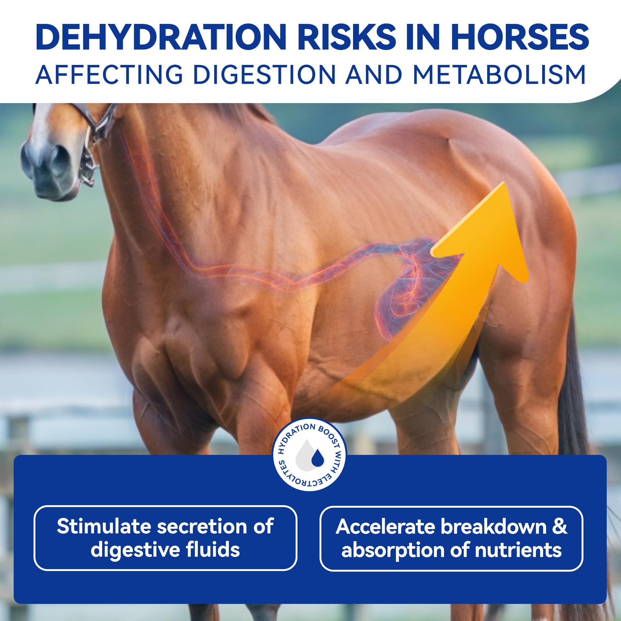 Horse Electrolytes Powder, Electrolyte for Horses with Sodium & Potassium, Equine Hydration Supplement-1400g