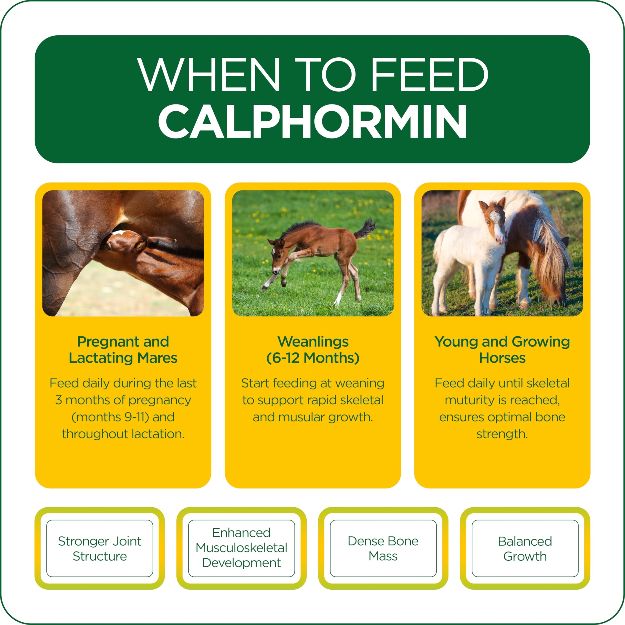 Suplemento equino rico en nutrientes TRM Calphormin para el desarrollo óseo óptimo de caballos jóvenes - 10 Kg (22 lb) - Cubeta - 22 lb