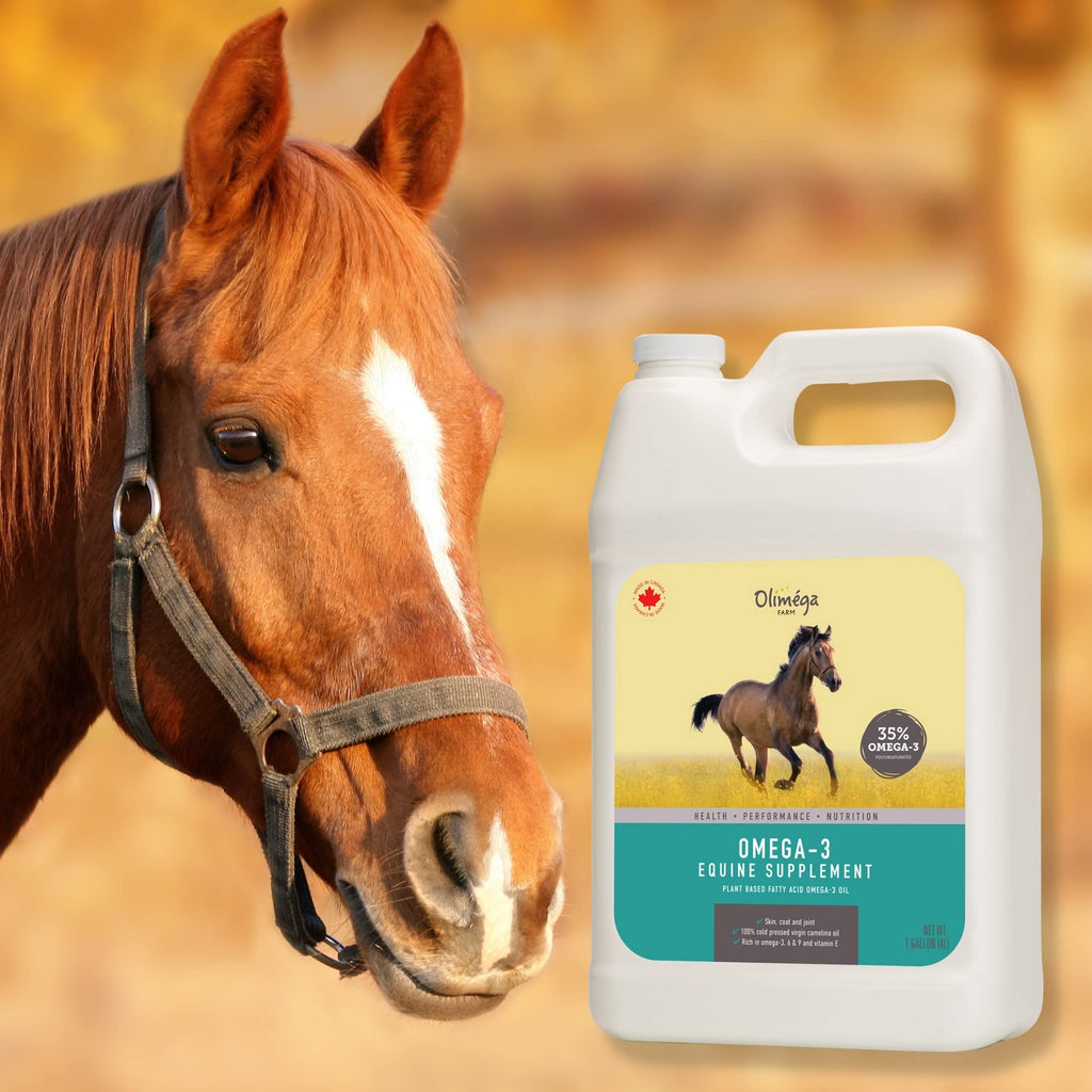 Aceite de camelina para caballos, 1 galón de Olimega Farm | Rico en Omega-3 y Vitamina E | Favorece la salud de articulaciones, pelaje y piel | Puro y prensado en frío | Suplemento para las articulaciones | Hecho en Canadá | No transgénico