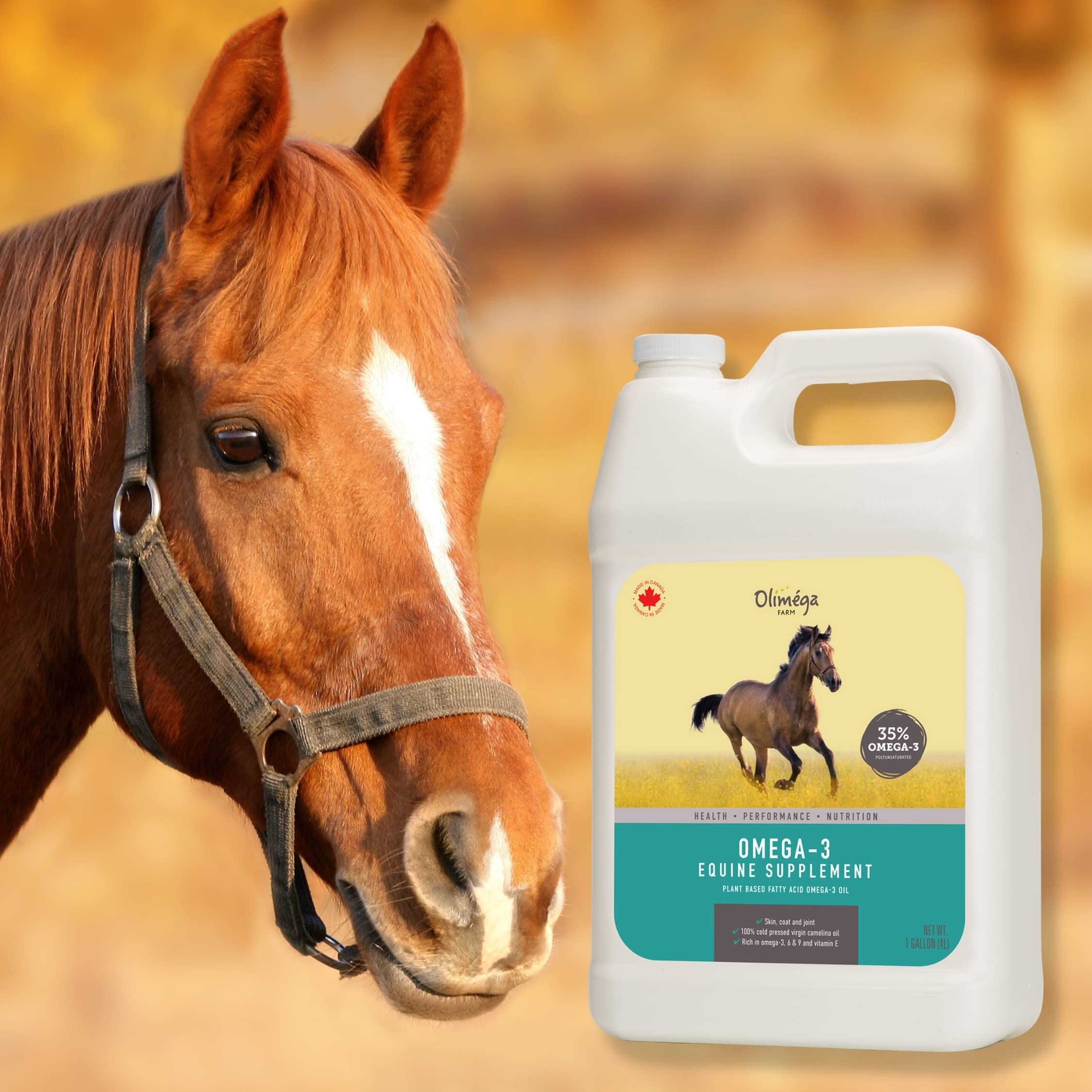 Aceite de camelina para caballos, 1 galón de Olimega Farm | Rico en Omega-3 y Vitamina E | Favorece la salud de articulaciones, pelaje y piel | Puro y prensado en frío | Suplemento para las articulaciones | Hecho en Canadá | No transgénico
