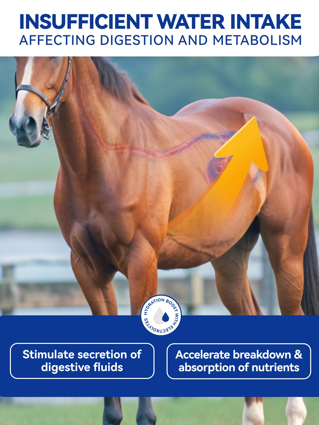 Electrolitos en Polvo para Caballos, Electrolitos para Equinos con Sodio y Potasio, Suplemento para la Hidratación Equina-1400g
