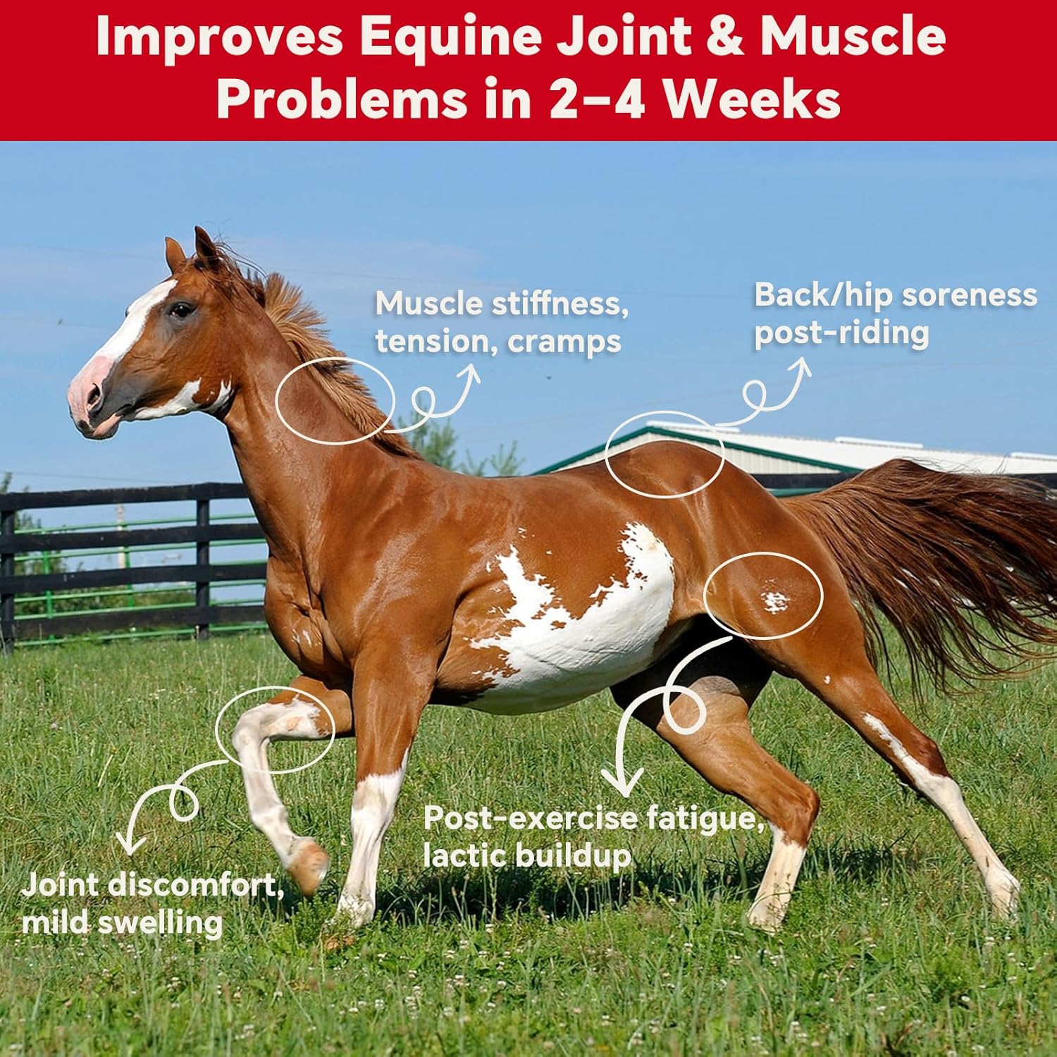 Liniment Gel DMSO for Horses | Veterinary Liniment Gel | Medical-Grade DMSO | Magnesium & Castor Oil Horse Cream for Joint & Muscle Pain | Horse Pain Relief | Muscle Pain Gel - 60g