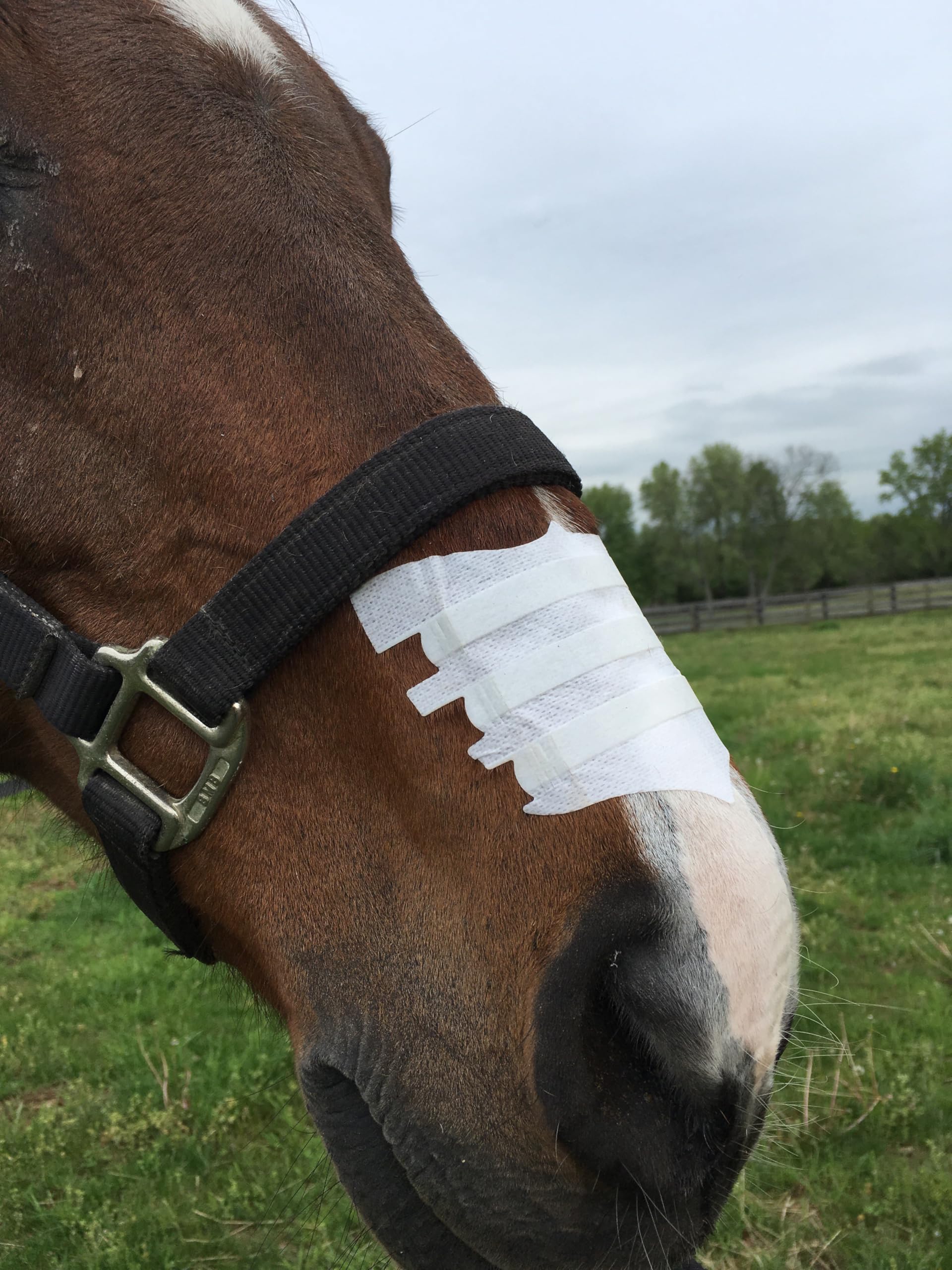 Flair Equine Nasal Strips for Horses (USA, 1 Pack), Adhesive Equine Nasal Strips & Support, Breathing Improvement for Competition and Training Horses, Equine Health Supplies, Breathing Aid