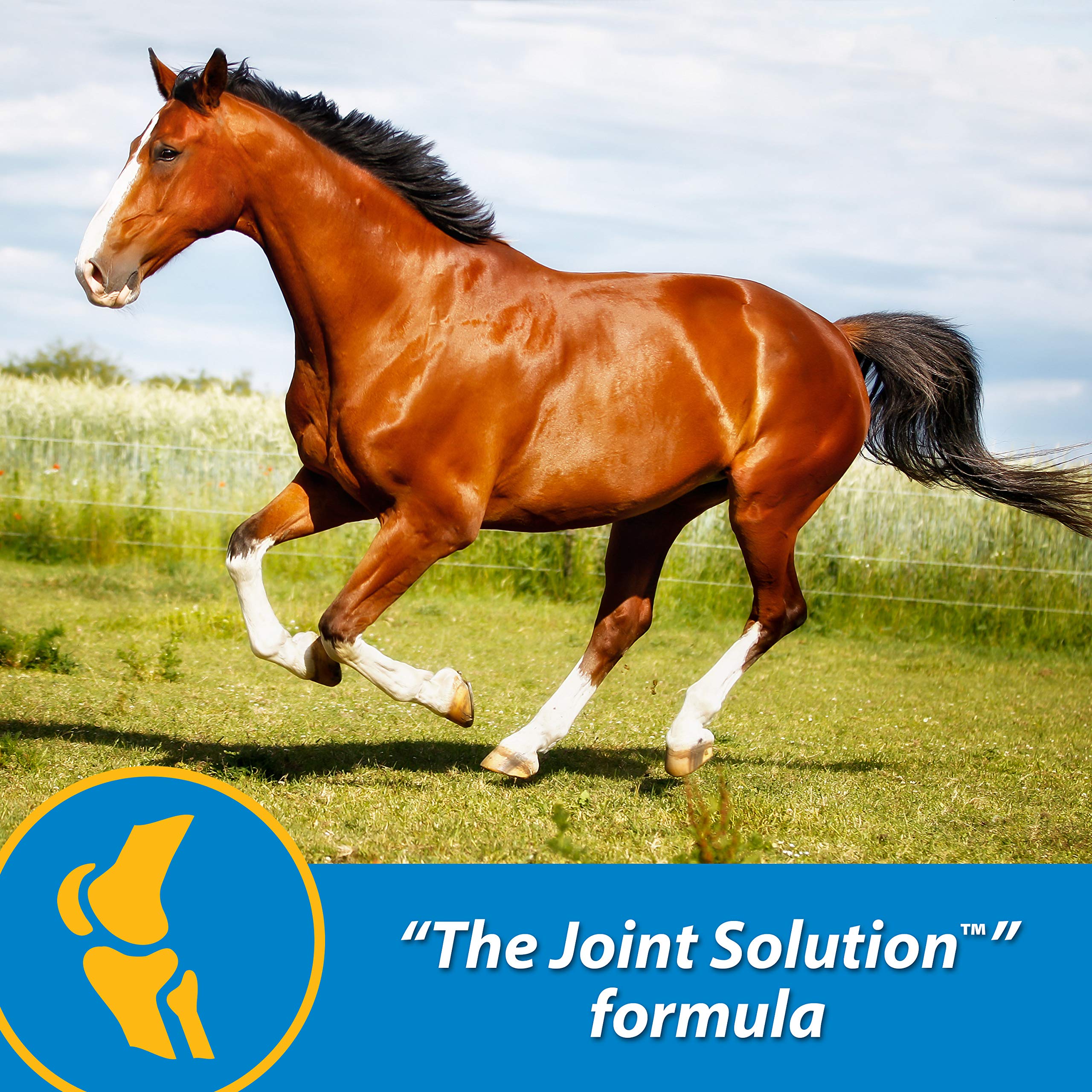 Farnam Fluidflex Liquid Joint Supplement for Horses, Helps Maintain Healthy Hip & Joint Function, 32 Ounces 32 Day Supply