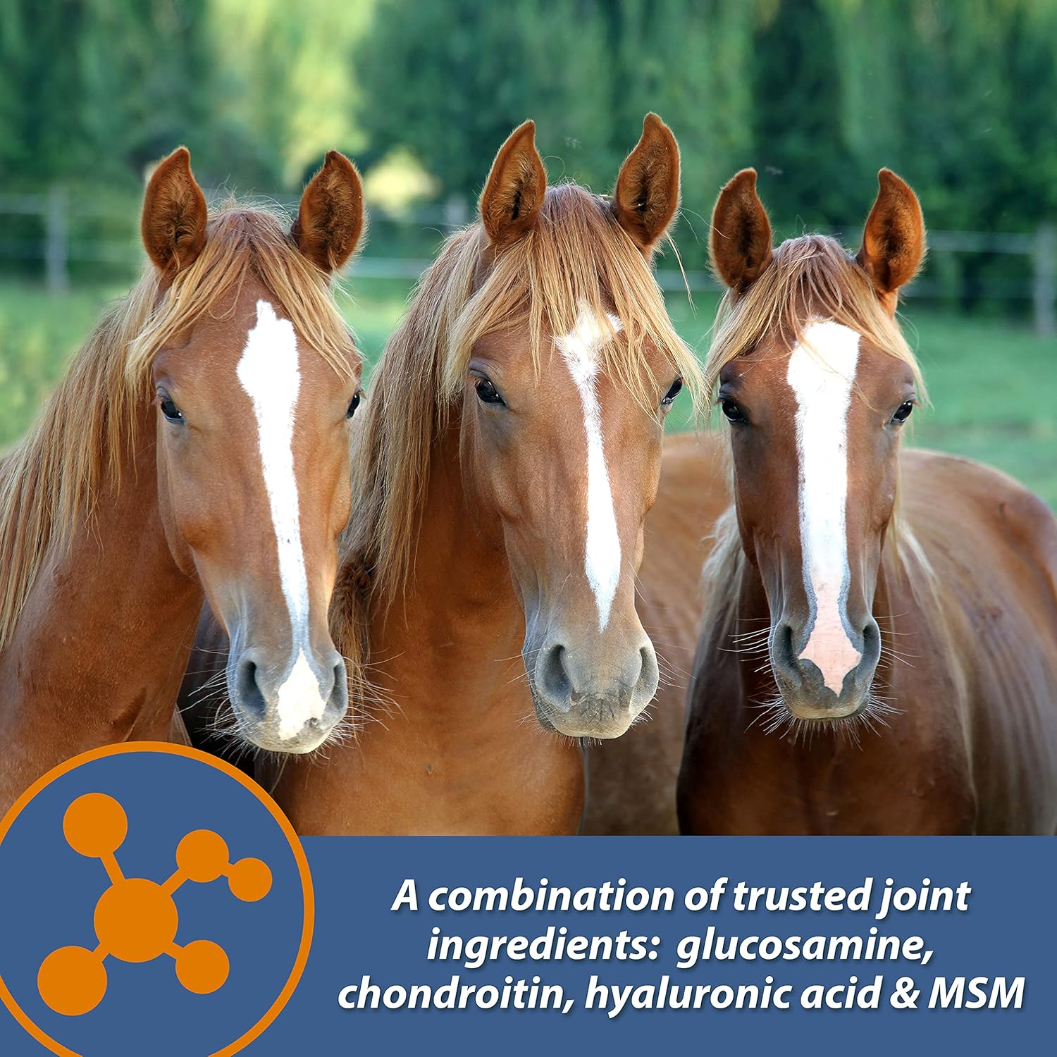 Farnam MaxFlex XR Suplemento Articular de Liberación Prolongada para Caballos, Proporciona un suministro continuo de ingredientes para la salud articular durante 24 horas, 0.9375 libras, Suministro para 30 Días