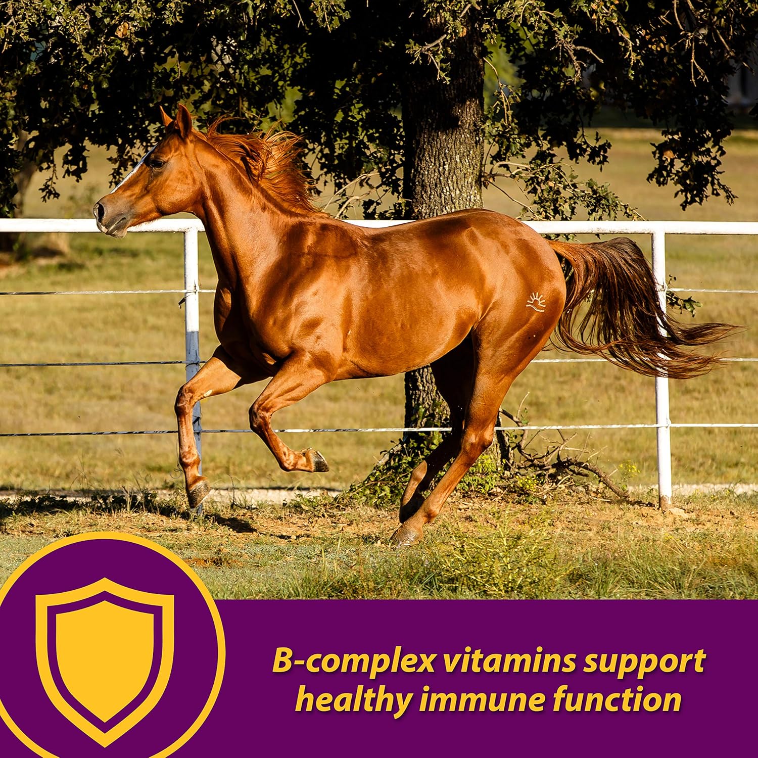Horse Health Red Cell, Liquid Vitamin-Iron-Mineral Supplement for Horses, Helps Fill Important Nutritional Gaps in Horse's Diet, 1 Qt., 32 Oz., 16-Day Supply
