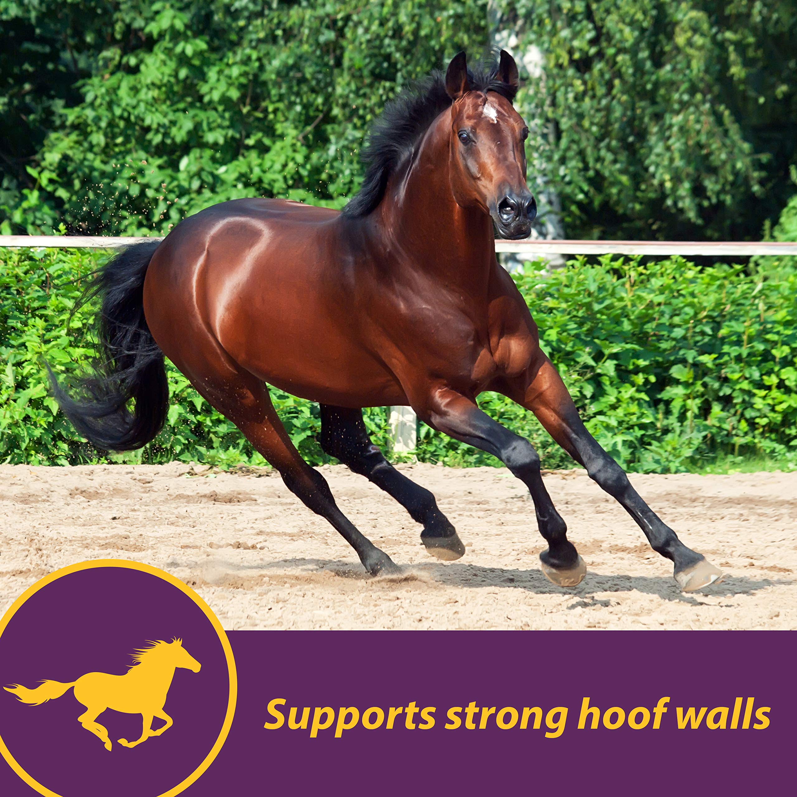 Horse Health Vita Biotin Crumbles Horse Hoof Supplement, Biotin Supplement Supports Healthy Hoof Growth, Strong Walls, Prevents Cracks & Chipping, 3 lbs, 48-Day Supply