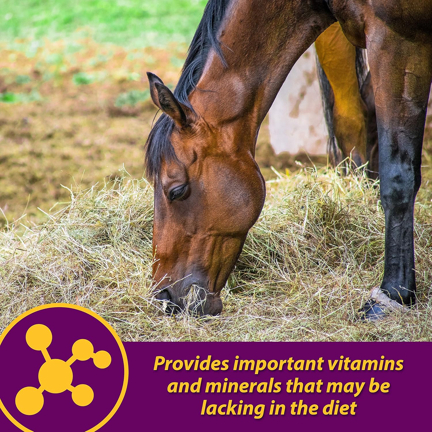 Horse Health Red Cell, Liquid Vitamin-Iron-Mineral Supplement for Horses, Helps Fill Important Nutritional Gaps in Horse's Diet, 1 Qt., 32 Oz., 16-Day Supply
